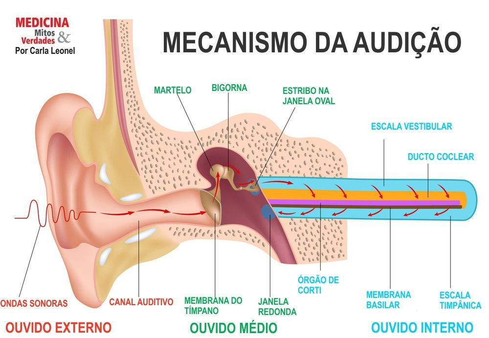 A Surdez pode ser revertida?